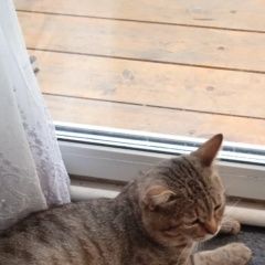 Подробнее об объявлении «Пропал кот в дер. лапсары Чебоксары» Фото: пропала кошка  «Пропал кот в дер. лапсары Чебоксары» в г. Чебоксары