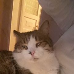 Подробнее об объявлении «Воронеж Пропал кот» Фото: пропала кошка  «Воронеж Пропал кот» в г. Воронеж