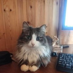 Подробнее об объявлении «Истра Пропала кошка» Фото: пропала кошка  «Истра Пропала кошка» в г. Истра