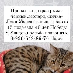 Подробнее об объявлении «Ульяновск Пропал кот. новый город» Фото: пропала кошка Бенгальская кошка «Ульяновск Пропал кот. новый город» в г. Ульяновск