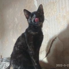 Подробнее об объявлении «Севастополь Пропала кошка потерялась кошка» Фото: пропала кошка  «Севастополь Пропала кошка потерялась кошка» в г. Севастополь