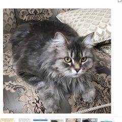 Подробнее об объявлении «Пропала кошка Оренбург» Фото: пропала кошка  «Пропала кошка Оренбург» в г. Оренбург