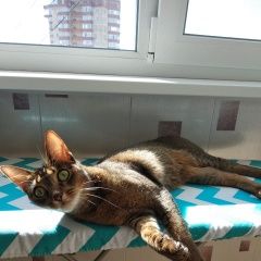 Подробнее об объявлении «Пропала кошка Люберцы» Фото: пропала кошка Абиссинская кошка «Пропала кошка Люберцы» в г. Люберцы