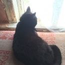 Подробнее об объявлении «Пропала кошка в кунцево(ул. колхозная) Москва» Фото: пропала кошка  «Пропала кошка в кунцево(ул. колхозная) Москва» в г. Москва