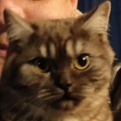 Подробнее об объявлении «Пропал кот. волокно. ул. городска Курск» Фото: пропала кошка  «Пропал кот. волокно. ул. городска Курск» в г. Курск