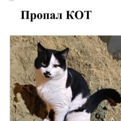 Подробнее об объявлении «Пропал кот черно белый Ростов-на-Дону» Фото: пропала кошка  «Пропал кот черно белый Ростов-на-Дону» в г. Ростов-на-Дону