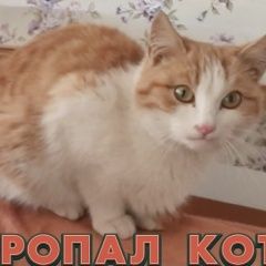 Подробнее об объявлении «Пропал кот рыже-белый Коломна» Фото: пропала кошка  «Пропал кот рыже-белый Коломна» в г. Коломна