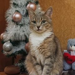 Подробнее об объявлении «Пропала кошка Калуга» Фото: пропала кошка  «Пропала кошка Калуга» в г. Калуга