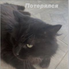 Подробнее об объявлении «Пропал кот чёрный Некрасовка» Фото: пропала кошка  «Пропал кот чёрный Некрасовка» в г. Некрасовка