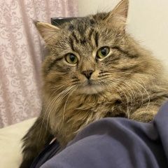 Подробнее об объявлении «Пропал кот кузя Чехов» Фото: пропала кошка  «Пропал кот кузя Чехов» в г. Чехов