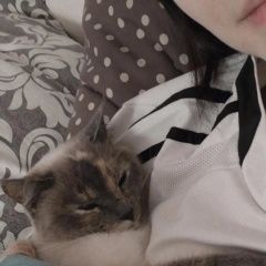 Подробнее об объявлении «Пропала кошка помесь сиамской в р-н жд в Кобрин» Фото: пропала кошка  «Пропала кошка помесь сиамской в р-н жд в Кобрин» в г. Кобрин
