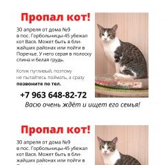 Картинка пропала кошка В городе Звенигород потерялся котик. Звенигород