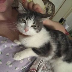Подробнее об объявлении «Севастополь Пропала кошка» Фото: пропала кошка  «Севастополь Пропала кошка» в г. Севастополь