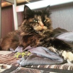 Подробнее об объявлении «Пропала кошка Лобня» Фото: пропала кошка Персидская кошка «Пропала кошка Лобня» в г. Лобня