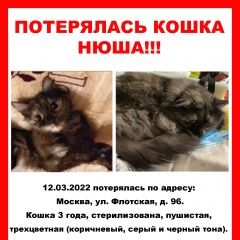 Подробнее об объявлении «Москва Пропала кошка нюша» Фото: пропала кошка  «Москва Пропала кошка нюша» в г. Москва