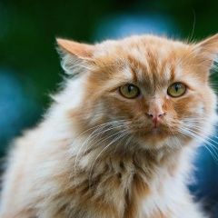 Подробнее об объявлении «Ярославль Пропала кошка кот кузя» Фото: пропала кошка  «Ярославль Пропала кошка кот кузя» в г. Ярославль