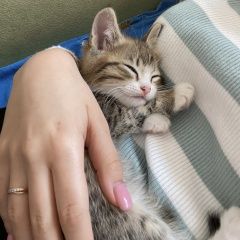 Подробнее об объявлении «Пропал котёнок мальчик 3 месяца Октябрьский (Башкирия)» Фото: пропала кошка  «Пропал котёнок мальчик 3 месяца Октябрьский...» в г. Октябрьский (Башкирия)