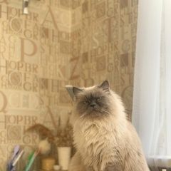 Подробнее об объявлении «Пропал кот породы, невский маскарадный. Таганрог» Фото: пропала кошка Невская маскарадная «Пропал кот породы, невский маскарадный. Таганрог» в г. Таганрог