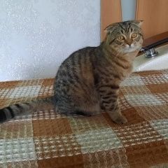 Подробнее об объявлении «Пропал кот Нижнекамск» Фото: пропала кошка  «Пропал кот Нижнекамск» в г. Нижнекамск
