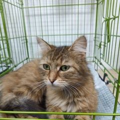 Подробнее об объявлении «Пропала кошка Ессентуки» Фото: пропала кошка  «Пропала кошка Ессентуки» в г. Ессентуки