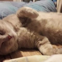 Подробнее об объявлении «Пропал кот Новокузнецк» Фото: пропала кошка  «Пропал кот Новокузнецк» в г. Новокузнецк