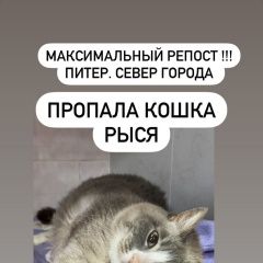 Подробнее об объявлении «Пропала кошка рыся. вознаграждение Санкт-Петербург» Фото: пропала кошка  «Пропала кошка рыся. вознаграждение Санкт-Петербург» в г. Санкт-Петербург