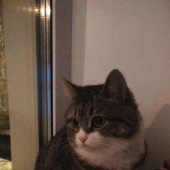 Подробнее об объявлении «Пропала кошка клепа Омск» Фото: пропала кошка  «Пропала кошка клепа Омск» в г. Омск