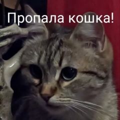 Подробнее об объявлении «Пропала кошка любимая кошка Симферополь» Фото: пропала кошка  «Пропала кошка любимая кошка Симферополь» в г. Симферополь
