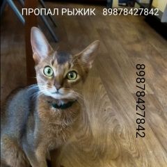 Подробнее об объявлении «Пропал кот Оренбург» Фото: пропала кошка Абиссинская кошка «Пропал кот Оренбург» в г. Оренбург
