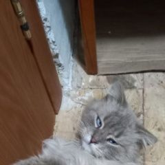 Подробнее об объявлении «Пропал кот тимошка Воронеж» Фото: пропала кошка  «Пропал кот тимошка Воронеж» в г. Воронеж