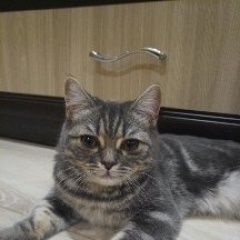 Подробнее об объявлении «Пропала кошка. Калуга» Фото: пропала кошка  «Пропала кошка. Калуга» в г. Калуга