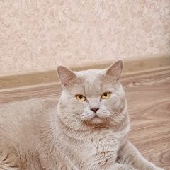 Подробнее об объявлении «Пропал кот любимец умоляем помогите найти Новопавловск» Фото: пропала кошка Британская короткошерстная кошка «Пропал кот любимец умоляем помогите найти...» в г. Новопавловск
