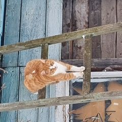 Подробнее об объявлении «Пропал кот Санкт-Петербург» Фото: пропала кошка  «Пропал кот Санкт-Петербург» в г. Санкт-Петербург