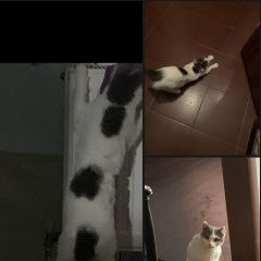 Подробнее об объявлении «Пропал кот Ставрополь» Фото: пропала кошка  «Пропал кот Ставрополь» в г. Ставрополь