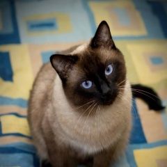 Подробнее об объявлении «Нижний Новгород Пропала кошка» Фото: пропала кошка Тайская кошка «Нижний Новгород Пропала кошка» в г. Нижний Новгород