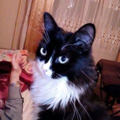 Подробнее об объявлении «Москва Пропала кошка» Фото: пропала кошка  «Москва Пропала кошка» в г. Москва