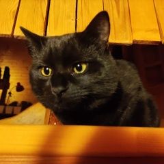 Подробнее об объявлении «Истра Пропал кот» Фото: пропала кошка  «Истра Пропал кот» в г. Истра