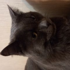Подробнее об объявлении «Пропал кот Тюмень» Фото: пропала кошка Британская длинношерстная кошка «Пропал кот Тюмень» в г. Тюмень