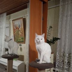 Подробнее об объявлении «Пропал кот белый кот зефир Климовск» Фото: пропала кошка  «Пропал кот белый кот зефир Климовск» в г. Климовск
