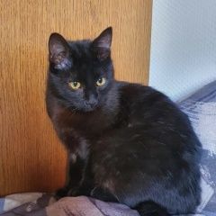 Подробнее об объявлении «Пропал кот чёрный кот Люберцы» Фото: пропала кошка  «Пропал кот чёрный кот Люберцы» в г. Люберцы