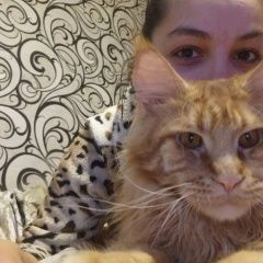 Подробнее об объявлении «Саратов Пропал кот мейн-кун 8 дачная» Фото: пропала кошка Мейн-кун «Саратов Пропал кот мейн-кун 8 дачная» в г. Саратов
