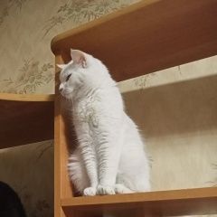 Подробнее об объявлении «Пропала кошка Магнитогорск» Фото: пропала кошка  «Пропала кошка Магнитогорск» в г. Магнитогорск