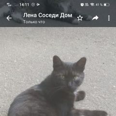 Подробнее об объявлении «Пропал кот три недели назад, черный, Мытищи» Фото: пропала кошка  «Пропал кот три недели назад, черный, Мытищи» в г. Мытищи