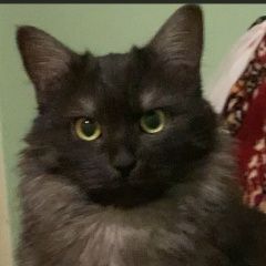 Подробнее об объявлении «Пропала кошка Санкт-Петербург» Фото: пропала кошка  «Пропала кошка Санкт-Петербург» в г. Санкт-Петербург