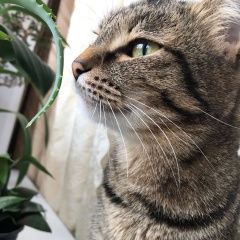 Подробнее об объявлении «Пропала кошка. Томск» Фото: пропала кошка  «Пропала кошка. Томск» в г. Томск