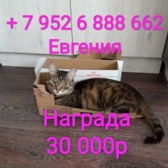 Подробнее об объявлении «Пропал кот, . Юрга» Фото: пропала кошка  «Пропал кот, . Юрга» в г. Юрга