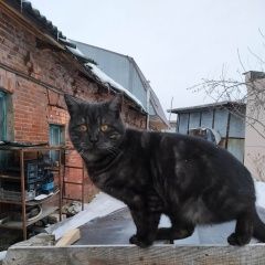 Подробнее об объявлении «Пропал кот Великий Новгород (Новгород)» Фото: пропала кошка  «Пропал кот Великий Новгород (Новгород)» в г. Великий Новгород (Новгород)