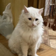 Подробнее об объявлении «Пропала кошка Ростов-на-Дону» Фото: пропала кошка  «Пропала кошка Ростов-на-Дону» в г. Ростов-на-Дону