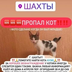 Подробнее об объявлении «Пропал кот Шахты» Фото: пропала кошка  «Пропал кот Шахты» в г. Шахты