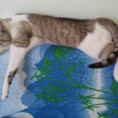 Подробнее об объявлении «Екатеринбург Пропал кот» Фото: пропала кошка Тайская кошка «Екатеринбург Пропал кот» в г. Екатеринбург